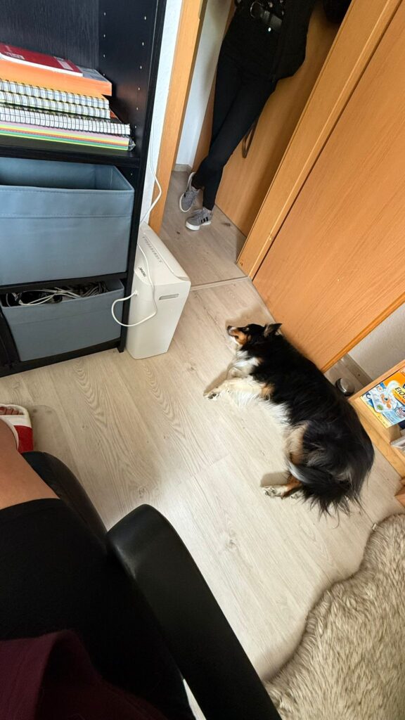 Hund liegt aber nicht entspannt