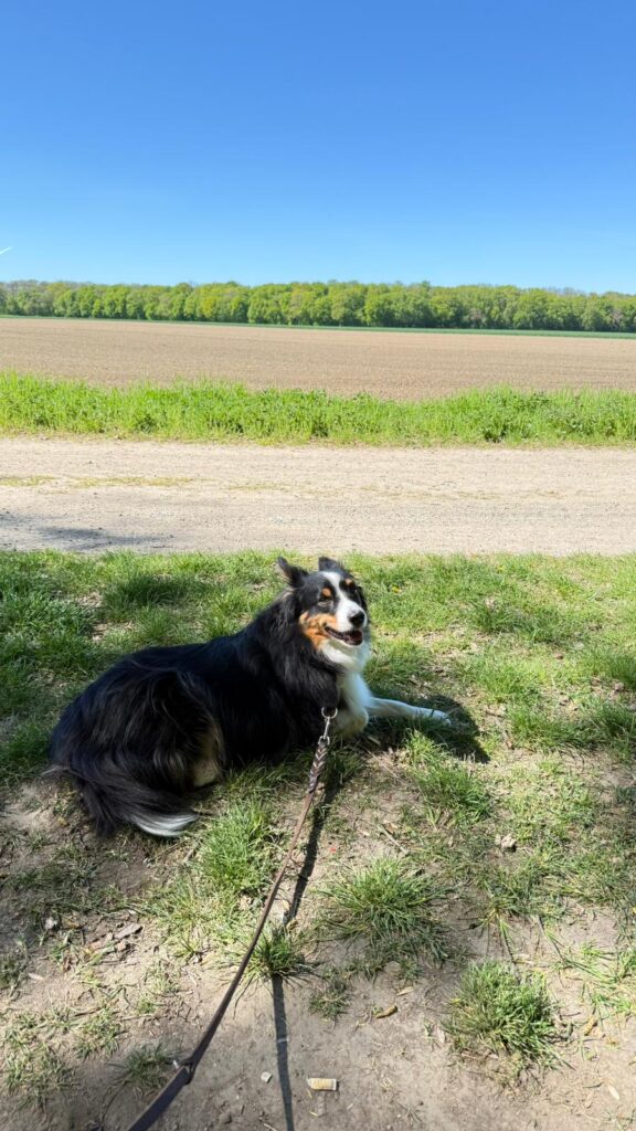 Stressgesicht vom Hund