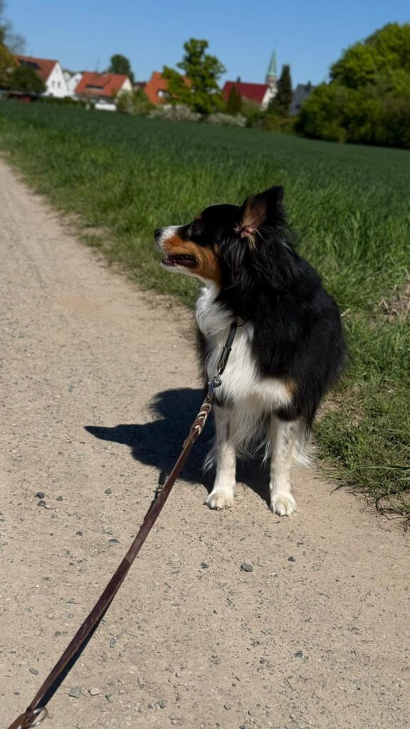 Stressgesicht Hund Deeskalation