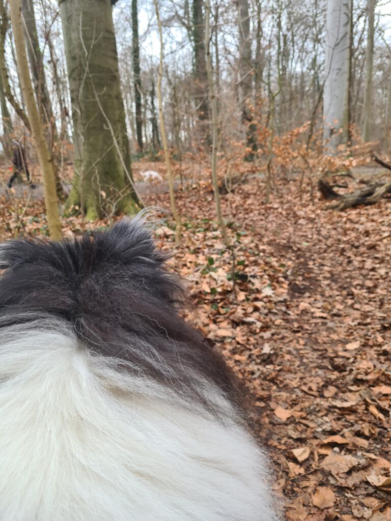 Ein Hund beobachtet aus dem Wald heraus aufmerksam eine Situation in der Entfernung.