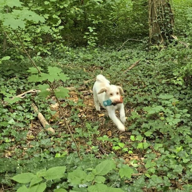 Linus mit Dummy