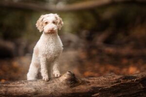 Linus, ein kleiner Hund, sitzt aufmerksam im Wald