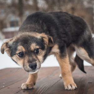 Scared homeless puppy