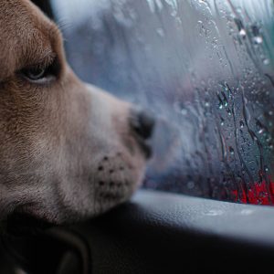 Hund Fenster Regen Hund Fenster Regen