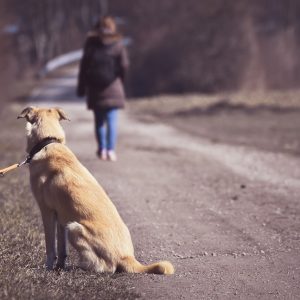 Hund allein gelassen