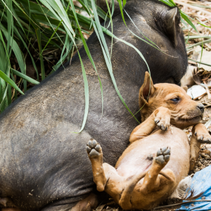Schwein und Hund Schwein und Hund