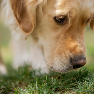 blog-schuldgefuehl-hund.png